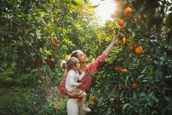 Woman picking oranges from a tree