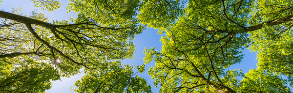 Summer forest