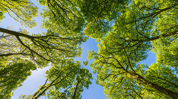 Summer forest