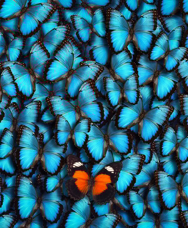 Red butterfly on blue butterfly
