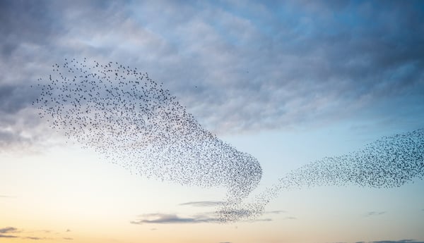 Starlings at sunset