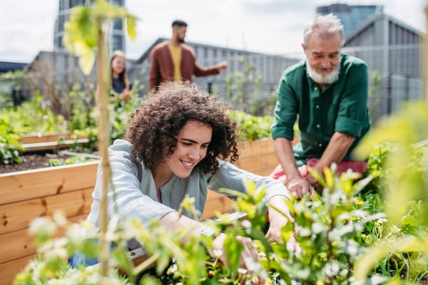 Man and woman in a garden growing vegetables
