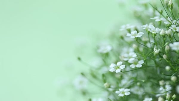 consumer - over 50s - IMAGE - Eco friendly funerals 730 x 411