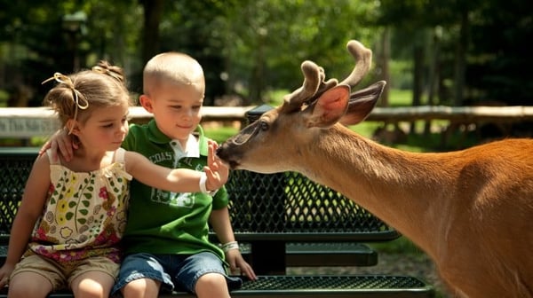Children feeding animals at park
