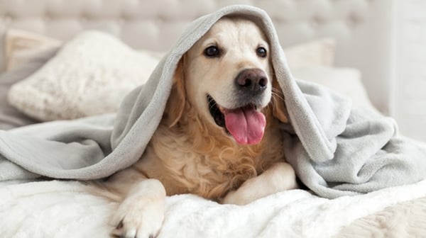 Golden retriever under a blanket