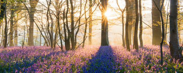 Bluebells in mixed woodland