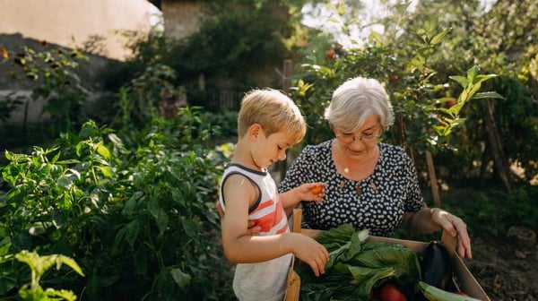Grandmother and grandson picking fresh vegetables from the garden