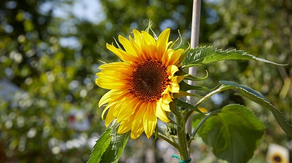 A bright sunflower