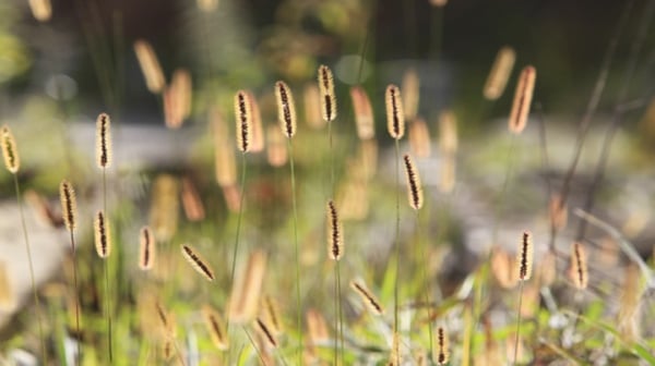 Grass in the sunlight