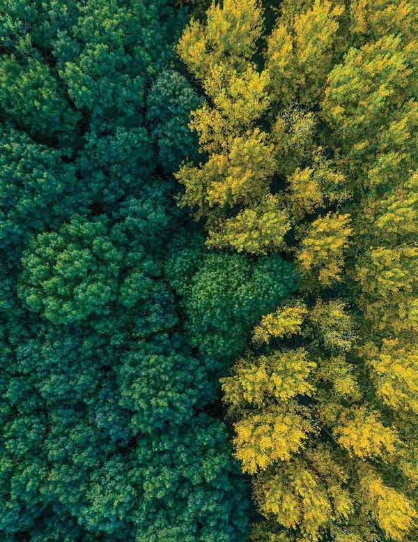 Forest of trees of two colours of green