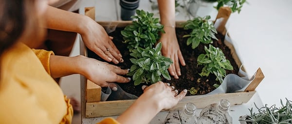 Plants being potted in a window box