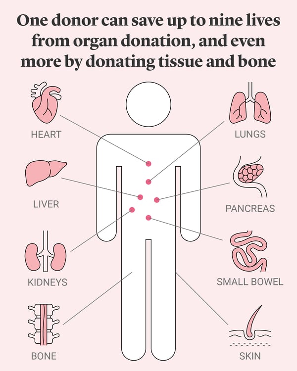 Image showing th organs in the body that can be donated