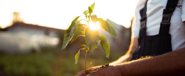 Young plant in sunlight