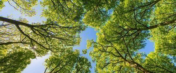 Looking up to tree canopy