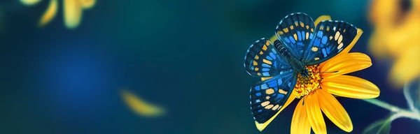 Blue butterfly