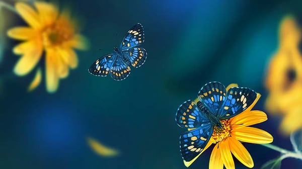 Blue butterflies on yellow flowers