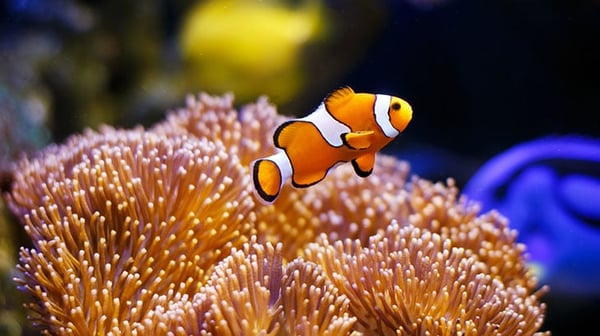 Angel fish floating above coral