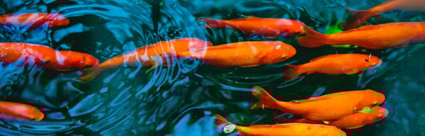 Goldfish