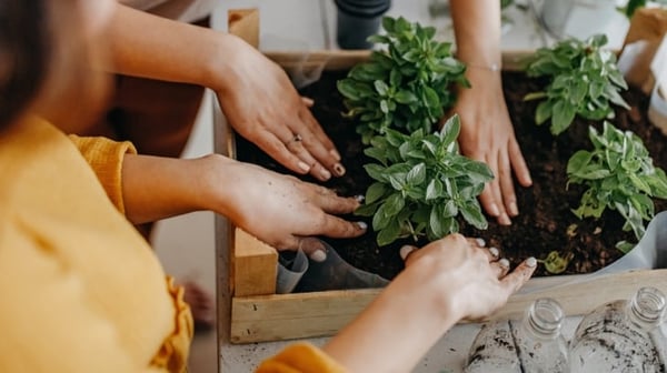 Potting plants