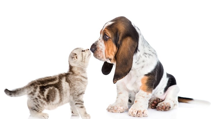 Pet Insurance Get A Pet Insurance Quote Legal General