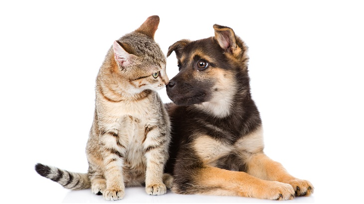 insurance - pet - resources - images - 730x410 - IMG RESP - german shepherd and kitten - Jargon buster image - 730x410