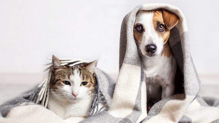 insurance - pet - resources - images - 730x410 - IMG RESP - kitten and puppy with blanket over their heads 730x410