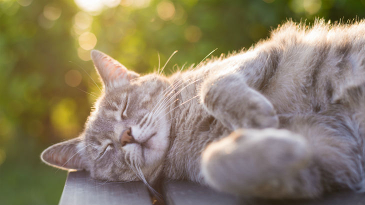 insurance - pet - resources - images - 730x410 - IMG RESP - cat lying down 730x410