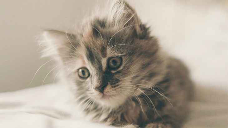 insurance - pet - resources - images - 730x410 - IMG RESP - cat thinking 730x410
