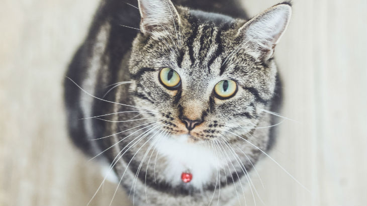 insurance - pet - resources - images - 730x410 - IMG RESP - cat looking up 2 close up 730x410