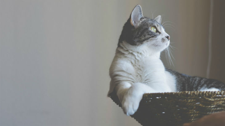 insurance - pet - resources - images - 730x410 - IMG RESP - cat in basket 730x410