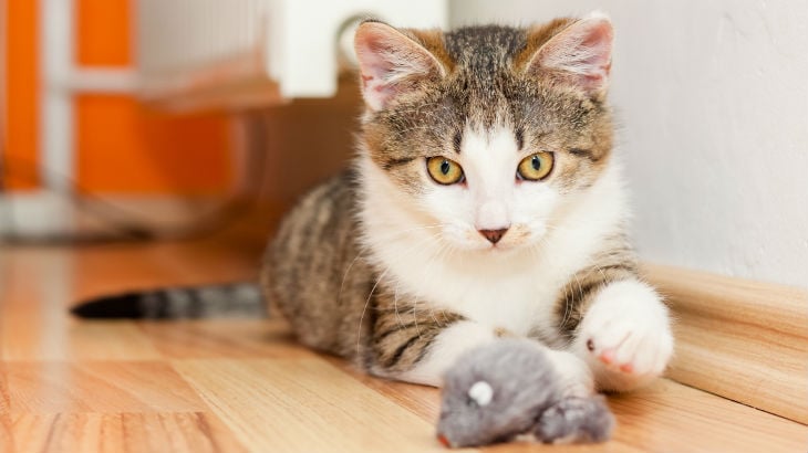 insurance - pet - resources - images - 730x410 - IMG RESP - cat playing with toy mouse 730x410