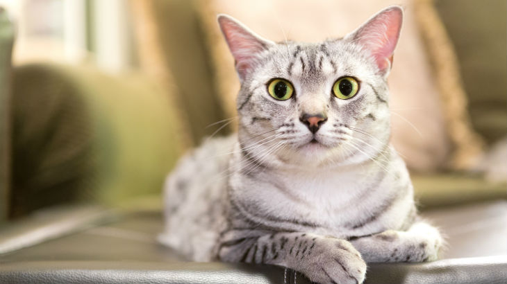 insurance - pet - resources - images - 730x410 - IMG RESP - cat looking up 1 730x410