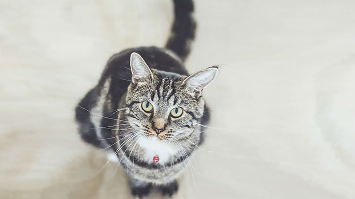 insurance - pet - resources - images - 730x410 - IMG RESP - cat looking up 2 730x410