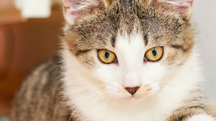 insurance - pet - resources - images - 730x410 - IMG RESP - cat close up 730x410
