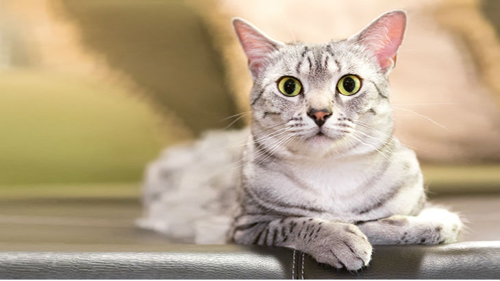 insurance - pet - resources - images - 730x410 - IMG RESP - cat looking up 3 730x410
