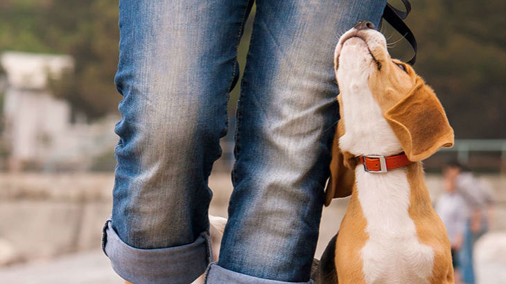 insurance - pet - resources - images - 730x410 - IMG RESP - dog next to persons legs 730x410