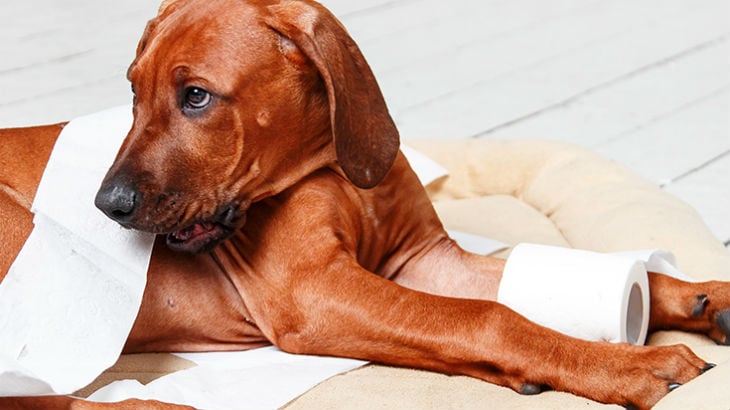 insurance - pet - resources - images - 730x410 - IMG RESP - dog playing with toilet roll 730x410
