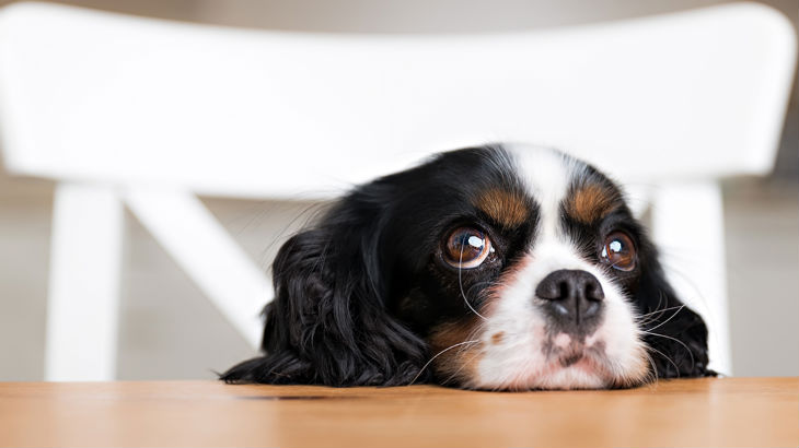 insurance - pet - resources - images - 730x410 - IMG RESP - dog on chair 730x410