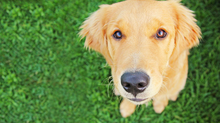 insurance - pet - resources - images - 730x410 - IMG RESP - golden dog 730x410