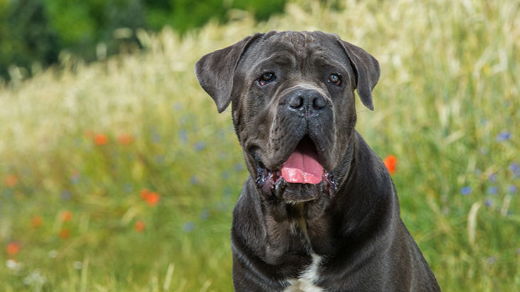 insurance - pet - resources - images - 730x410 - IMG RESP - black dog 730x410