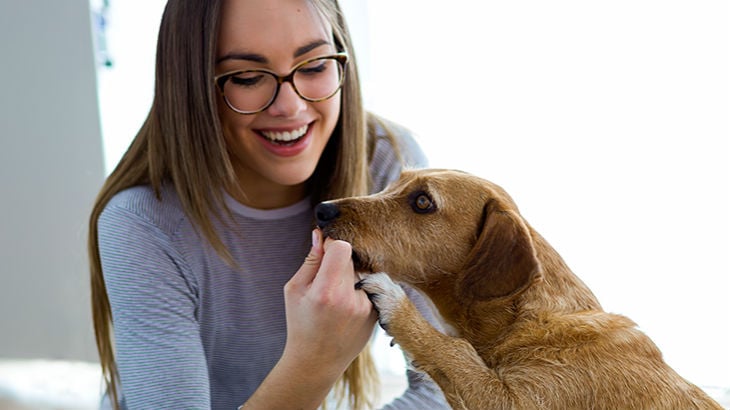 Kitten And Puppy Vaccinations Legal General