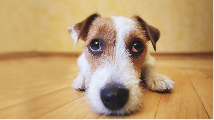 insurance - pet - resources - images - 730x410 - IMG RESP - dog with face on floor 730x410