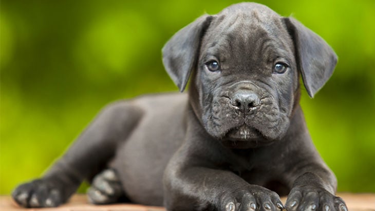 insurance - pet - resources - images - 730x410 - IMG RESP - grey dog lying down 730x410