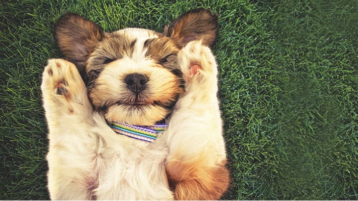 insurance - pet - resources - images - 730x410 - IMG RESP - dog on back 730x410