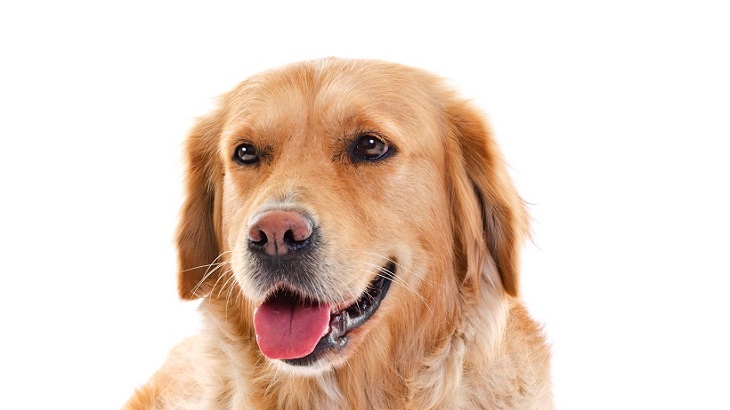 Pet Insurance Get A Pet Insurance Quote Legal General