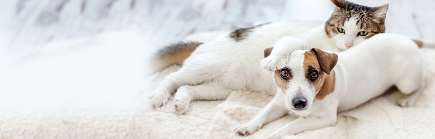 Multi Pet Insurance Legal General
