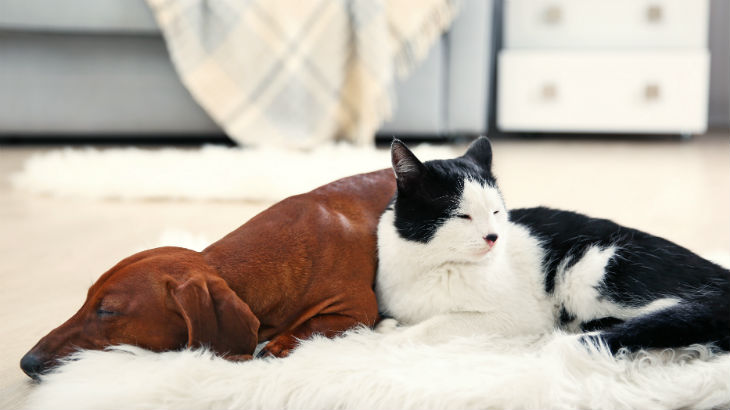 Pet Insurance Get A Pet Insurance Quote Legal General