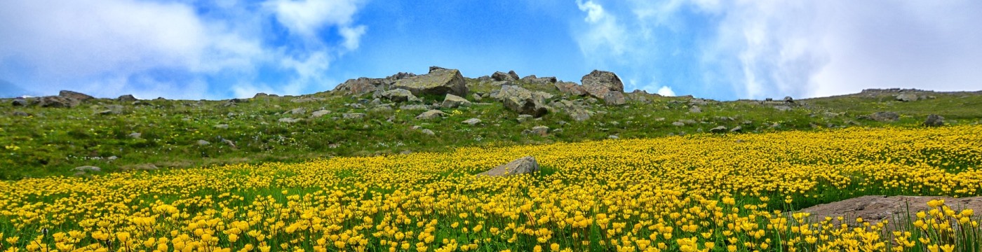 daffodils-boon-banner.jpg