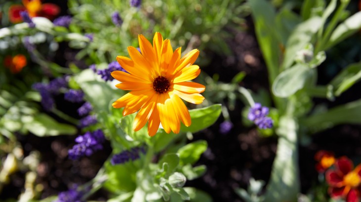 Bright yellow flower