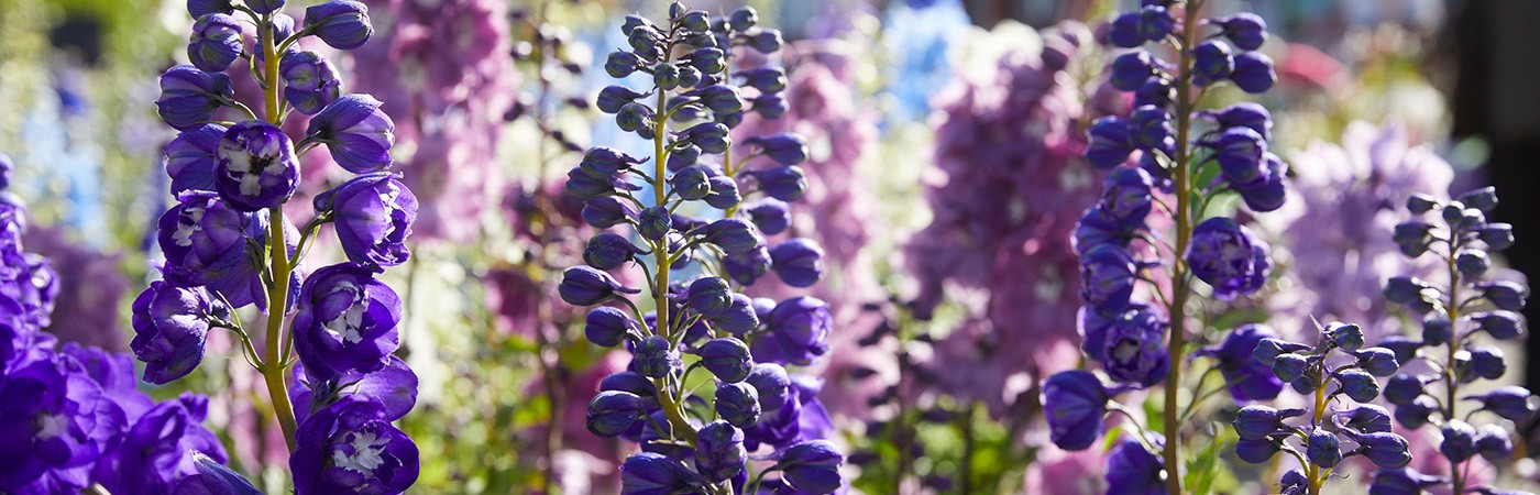 Flowers in full bloom